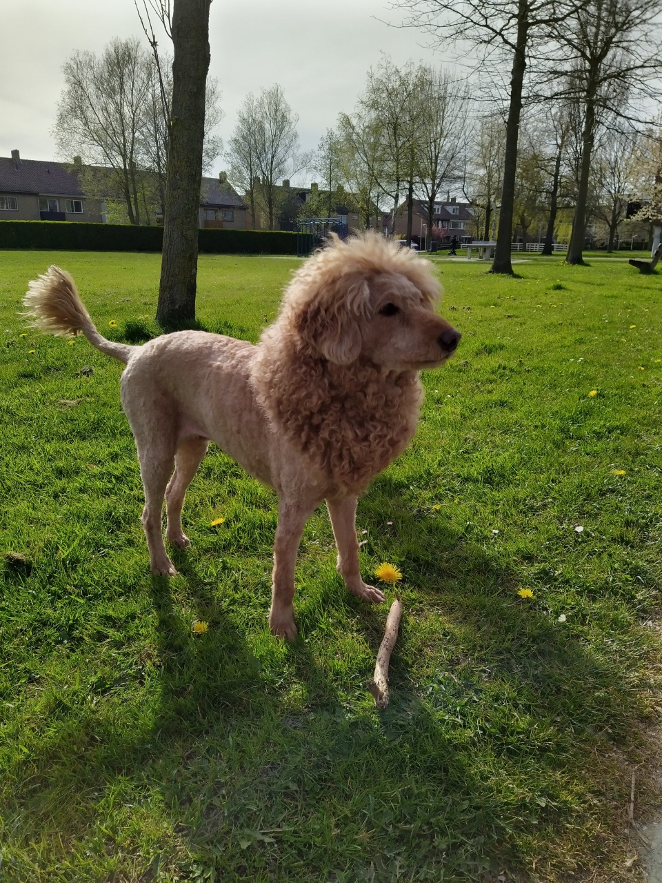 Als leeuw verkleed op Koningsdag