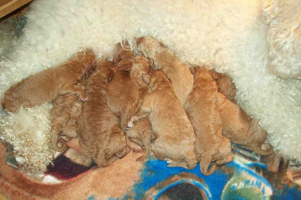 Yindi bij mama