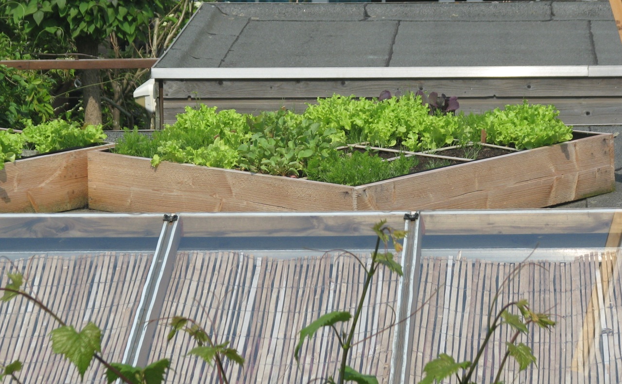 Mijn makkelijke moestuin